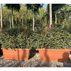 Örökzöld korallberkenye  PHOTINIA FRASERI PINK MARBLE 80 CM-ES BALKONLÁDÁBAN 