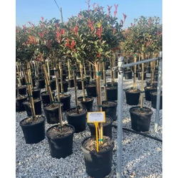Örökzöld korallberkenye   PHOTINIA FRASERI COMPACTA T1/2 40/+ K18