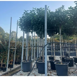 Közönséges babérmeggy  PRUNUS LAUROCERASUS NOVITA T200 10/12 K30
