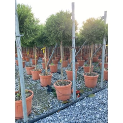 Törpe japán szugifenyő  CRYPTOMERIA JAPONICA LITTLE CHAMPION T1/2 K15