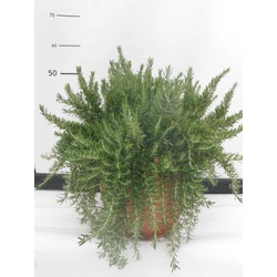 Csüngő rozmaring ROSMARINUS PROSTRATO REPENS CS25-K5,5