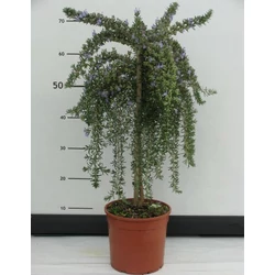 Csüngő rozmaring REPENS ROSMARINUS PROSTRATO REPENS T1/4 K3