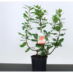 Szamócafa ARBUTUS UNEDO 50/70 CS18