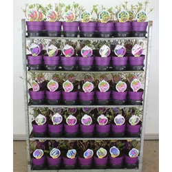 Nyári orgona BUDDLEJA DAVIDII FAJTÁK 25/30 K3