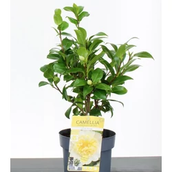 Kamélia  CAMELLIA JAPONICA JULLIS YELLOW 40/50 CS19