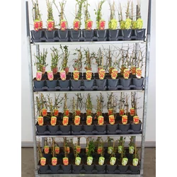 Japánbirs FAJTÁK   CHAENOMELES JAPONICA FAJTÁK 30/40 K2