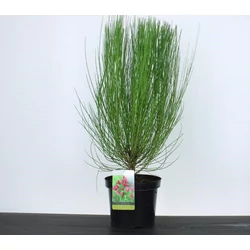 Korai zanót  CYTISUS BOOSKOP RUBY 60/+ K7,5