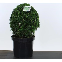Japán kecskerágó   EUONYMUS JAPONICUS GREEN SPIRE 30/35 K7,5
