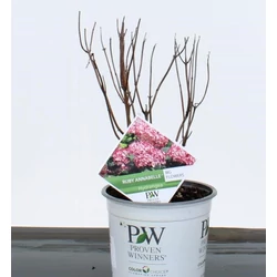 Cserjés hortenzia   HYDRANGEA ARBORESCENS RUBY ANNABELLE 25/30 K3