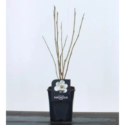 Kisvirágú liliomfaMAGNOLIA SIEBOLDII 50/60 K4,5