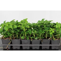 Japán kövérkePACHYSANDRA TERMINALIS CS9