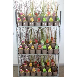 Japán juhar   ACER PALMATUM FAJTÁK 60/70 CS20