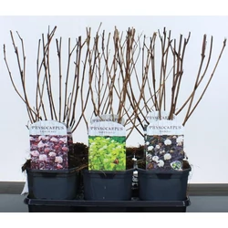 Hólyagvessző    PHYSOCARPUS OPULIFOLIUS FAJTÁK 45/50 K3