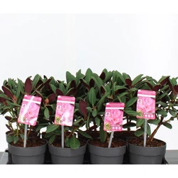 Rhododendron    RHODODENDRON WINE AND ROSES 15/20 CS13