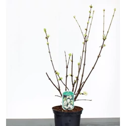 Korai BangitaVIBURNUM FARERRI CANDIDISSIMUM 40/60 K3