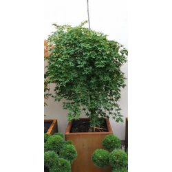 Japán juhar ACER PALMATUM RYUSEN K50