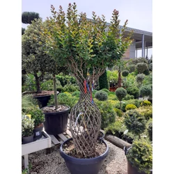 Kínai selyemmirtusz LAGERSTROEMIA INDICA ROSEA 120/140 AMFÓRA ALAKÚ