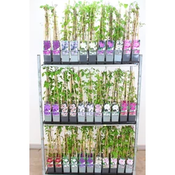 Iszalag     CLEMATIS FAJTÁK 70CM K2