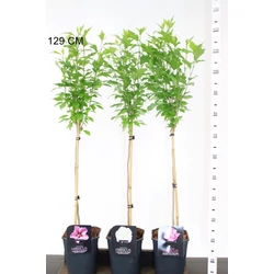 Kerti mályvacserje HIBISCUS SYRIACUS T60 K4,5