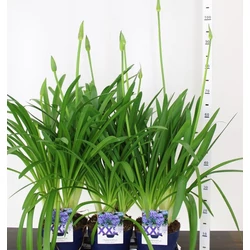 Afrikai szerelemvirág AGAPANTHUS BLUE GLOBE K1,5