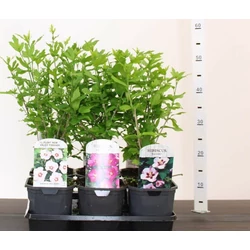 Kerti mályvacserje HIBISCUS SYRIACUS 35/45 K2