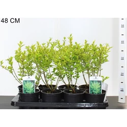 Aranytarka télizöld fagyal LIGUSTRUM OVALIFOLIUM AUREUM 50/60 K3