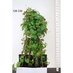 Repkény vadszőlő   PARTHENOCISSUS TRICUSPIDATA VEITCHII 80CM K2