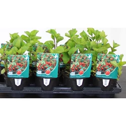 LampionvirágPHYSALIS ALKEKENGI FRANCHETII K1