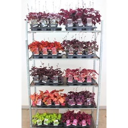 Tűzeső HEUCHERA FAJTÁK K1,5