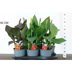 Kerti kannavirág CANNA IN CULTIVARS 50CM CS17