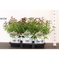 Japán gyöngyvessző  SPIRAEA JAPONICA DOUBLE PLAY ARTIST 20/25 K3