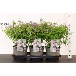 Gyöngyvirágcserje    DEUTZIA HYBRIDA MONT ROSE 25CM K3