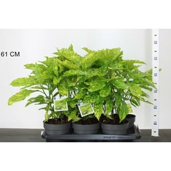 Márványos babérsom    AUCUBA JAPONICA GOLDEN KING 20/30 CS17