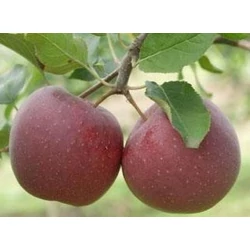 Florina alma MALUS DOMESTICA FLORINA 12/14 K65