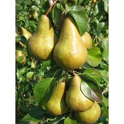 Kaiser körte PYRUS COMMUNIS KAISER 12/14 K65