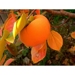 Datolyaszilva DIOSPYROS KAKI VANIGLIA 12/14 K65
