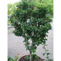 Törpe cseresznye PRUNUS AVIUM GARDEN BING TÖRPE GYÜMÖLCSFA K35