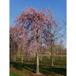 Csüngő díszcseresznye PRUNUS SUBHIRTELLA PENDULA RUBRA T140/160 K6