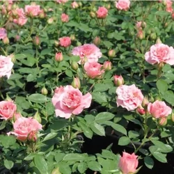 Talajtakaró rózsa ROSA MINIATURE PINK K3