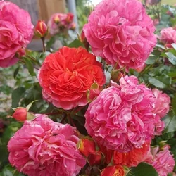 Bokor rózsa ROSA W ODMIANACH K6