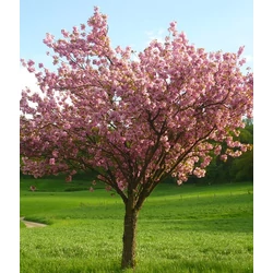 Japán díszcseresznye PRUNUS SERRULATA KANZAN T140/160 K6