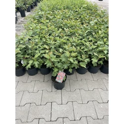 Kánya bangita VIBURNUM OPULUS COMPACTUM K2