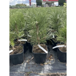 PáncélfenyőPINUS LEUCODERMIS MALINKI K3