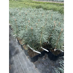 Oszlopos erdeifenyő PINUS SYLVESTRIS FASTIGIATA K3