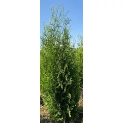 Brabant tuja THUJA OCCIDENTALIS KING OF BRABANT 100/125*