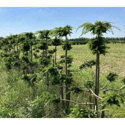 Csüngő ágú tiszafa TAXUS BACCATA DOVASTONIANA BONSAI 125/150*