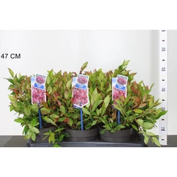 Fürtös hanga   LEUCOTHOE SCARLETTA ZEBLID 25/30 CS17