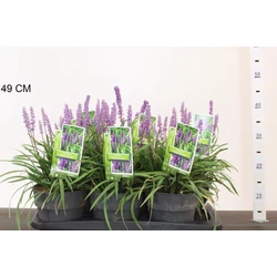 Fürtös hanga  LIRIOPE MUSCARI ROYAL PURPLE 20/25 K2,5