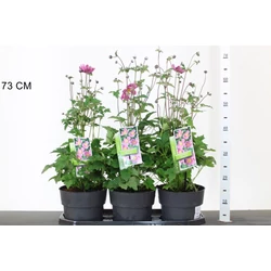 Szellőrózsa ANEMONE HUPEHENSIS PRETTY LADY MARIA CS15