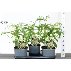 Nyári orgona BUDDLEIA WEYERIANA SUNGOLD 30/40 K2